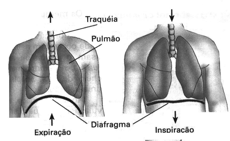 VENTILAÇÃO PULMONAR INSPIRAÇÃO É um processo ativo que envolve o músculo diafragma e os músculos intercostais externos.