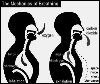 VENTILAÇÃO PULMONAR EXPIRAÇÃO Em repouso, a expiração normalmente é um processo passivo que envolve o relaxamento dos músculos inspiratórios e a retração elástica do tecido pulmonar.
