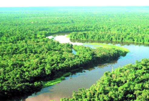 FLORESTA TROPICAL Abriga mais da metade das espécies de plantas e animais do planeta Este é o bioma de maior produtividade biológica da Terra, resultado da alta radiação e alto índice pluviométrico