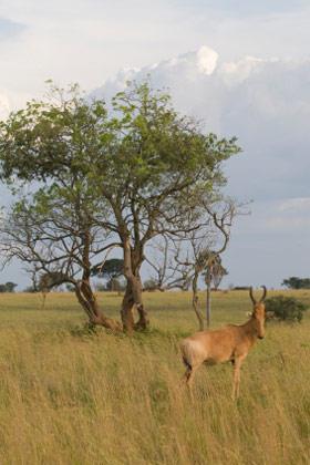 SAVANAS as chuvas não são distribuídas uniformemente podem ocorrer longos períodos de seca com ocorrência de fogo A vegetação que predomina nesse bioma é herbácea, geralmente baixa, com algumas