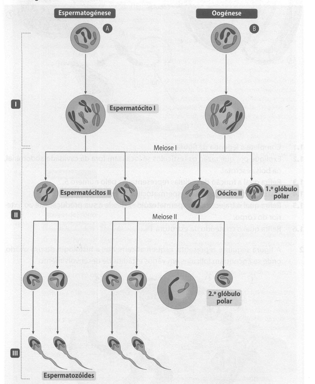 Unidade 1. Reprodução e manipulação da fertilidade. 1.1 Observe a seguinte figura que ilustra os processos de gamtogénese. 1.1.1 Localize no organismo humano os processos representados.