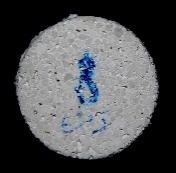 natural Cortiça (si) 3 Terra diatomácea/argila 0,55 Aditivos naturais; fibras de polipropileno; introdutores de ar K Cal/ cimento branco e ligantes sintéticos 70-80% EPS 1,5 a 2 Areia (calcária e