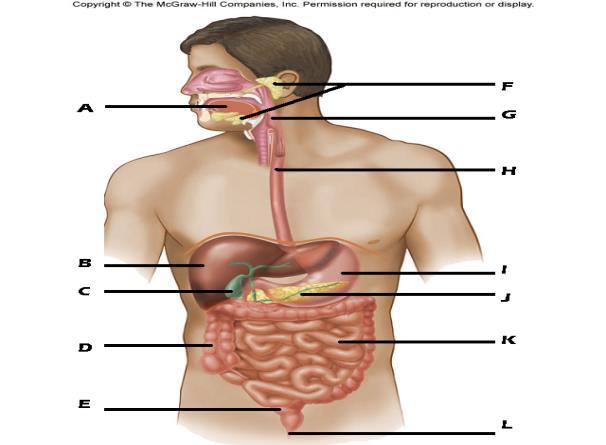 21. Identifique as esturras representadas pelas letras no desenho abaixo: A boca G faringe B fígado C vesícula biliar H esôfago I estômago D intestino grosso E reto F glândulas salivares J pâncreas K