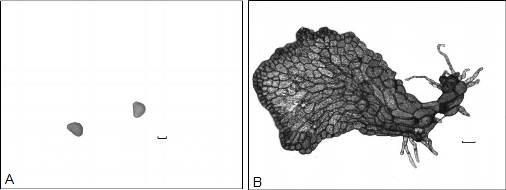 Germinção de Esporos e Desenvolvimento de Gmetófitos 399 Figur 1. Cythe trovirens: (A) Esporos (rr = 50 µm). (B) Gmetófito lminr (rr = 100 µm).