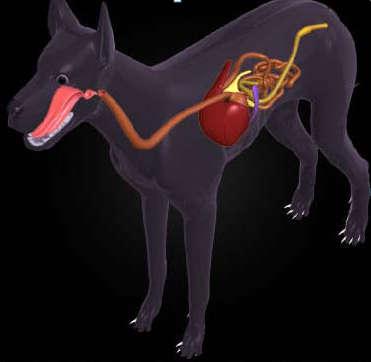 9 Figura 1: Sistema digestório canino Fonte: (FERREIRA, 2007) SINAIS CLÍNICOS Corpos estranhos encontrados no estômago e intestino provocam vários sintomas clínicos como: vômitos freqüentes, dor,