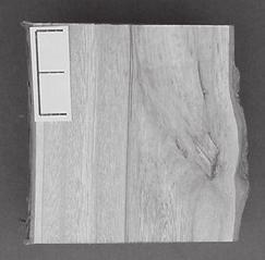 Figura 6 Cortes transversais em seções do tronco para a testemunha, aos 55 meses de idade, de ferimentos da desrama natural com diâmetro (a;b) entre 0-1,5 m (Classe 1) e (c;d) > 1,5 cm (Classe 2) na