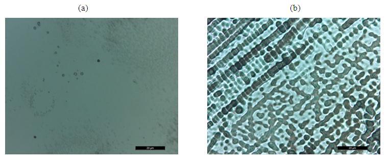 36 Figura 12- Imagens obtidas via microscopia óptica. (a)aumento de 200X; (b) aumento de 500X. Reagente água régia modificada (60mL HCl, 20 ml HNO e 20 ml de HC 2 H 3 0 2 ).