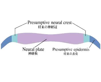 Indução da formação da PLACA NEURAL pela