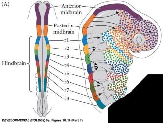 crista neurais NEURAL migram