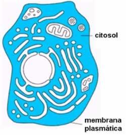 CITOSOL / HIALOPLASMA / CITOPLASMA FUNDAMENTAL PREENCHE ESPAÇOS ENTRE ORGANELAS COMPOSIÇÃO: ÁGUA, ÍONS E