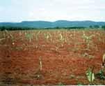 Muitas propriedades já têm infraestrutura de irrigação instalada, e alguns produtores estão iniciando o cultivo.