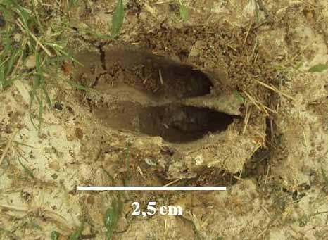 38 Figura 7. Rastos de Mazama spp. encontrado em área de vegetação fechada (A3), no Parque Estadual do Espinilho. Fonte: a autora.