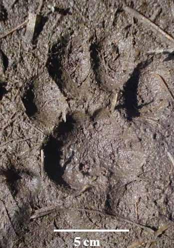 42 Figura 10. Rasto de Leopardus sp. encontrado em área próximo a cursos d água, no Parque Estadual do Espinilho. Fonte: a autora.