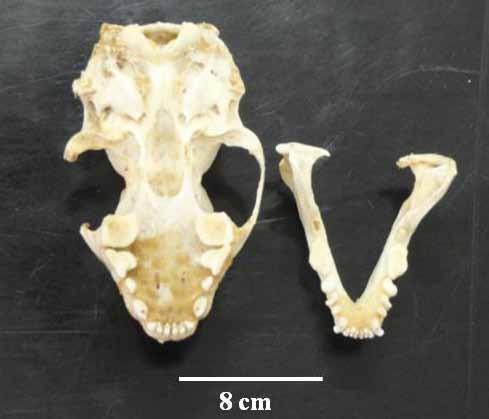 43 Família Mustelidae Figura 11. Crânio de Conepatus chinga, encontrado em área de vegetação aberta, no Parque Estadual do Espinilho. Fonte: a autora.