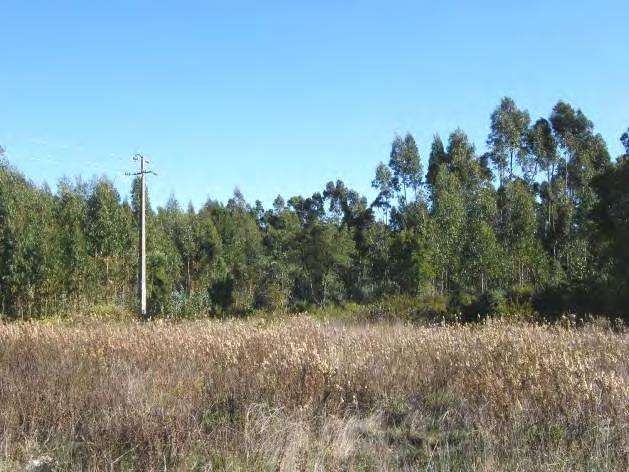 13 Eucalipto/Pinheiro/Mato Espaço Canal O espaço canal na zona em estudo é sobretudo marcado pelas principais vias rodoviárias (Fotografias 4.