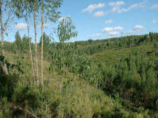 Fotografia 4.6.2 Floresta de Produção com Eucalipto e Zonas de Mato, a NE da Área de Intervenção Fotografia 4.6.3 Matos de Tojo Sob-Coberto no Eucaliptal Área Agrícola Estas áreas encontram-se na periferia da área de estudo e próximo das povoações.