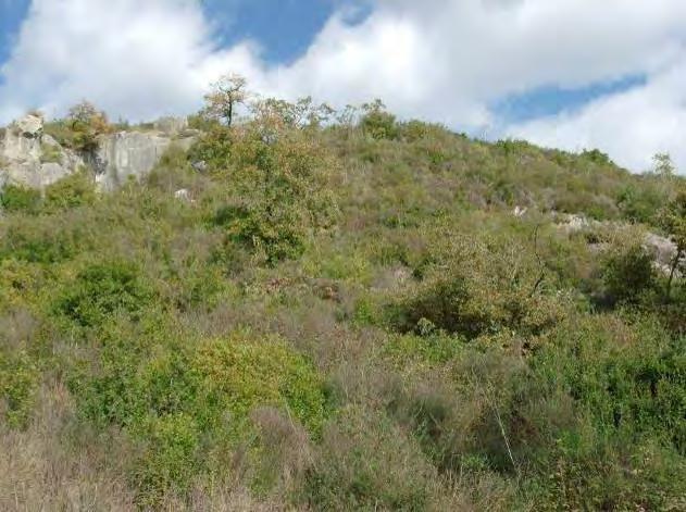 Em termos de composição destacam-se o carrasco (Quercus coccifera), um elemento dominante nos matos do Sub-sector Oeste-Estremenho, cistáceas (Cistus salvifolia e C.