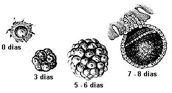 TURMA DE MEDICINA BIOLOGIA TURMA: Aluno(a): Professor(a): FRED Enunciado 3: (UNIFESP/2009) Nas bactérias, a cadeia respiratória encontra-se associada à membrana plasmática e os ácidos nucleicos estão