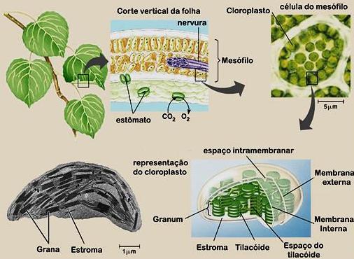 http://www.sobiologia.com.br/conteudos/bioquimica/bioquimica11.php Estrutura dos dos cloroplastos Organela presente nas plantas e outros organismos fotossintetizadores.