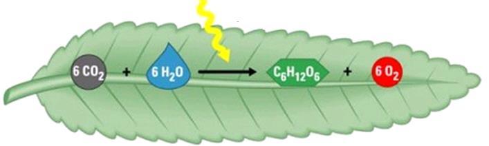 A Fotossíntese pode ser
