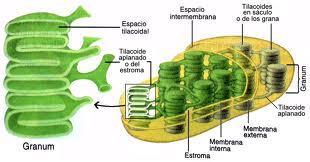 (sacos conectados no cloroplasto); tilacóides podem ser empilhadas em