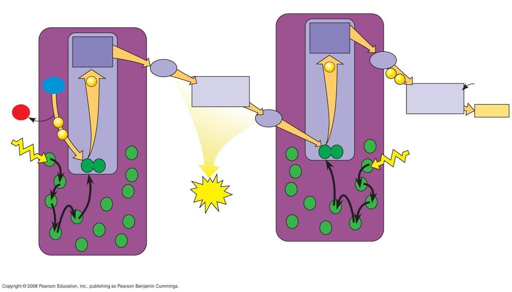 Fig. 10-13-5 2 H + H 2 O + 3 1 / 2 O 2 e e Primary acceptor e 2 P680 Pq 4 Cytochrome complex 5 Pc Primary acceptor e P700 Fd