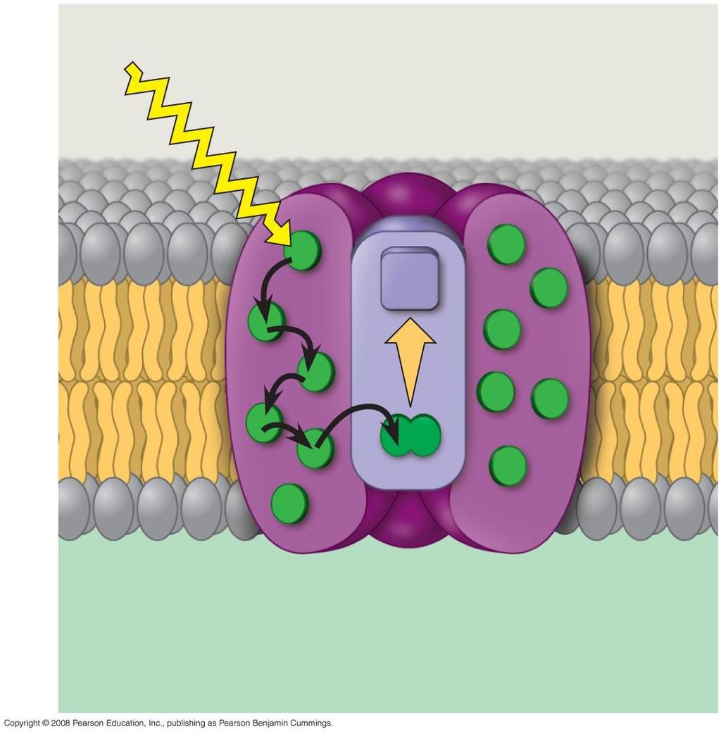 Thylakoid membrane Fig.