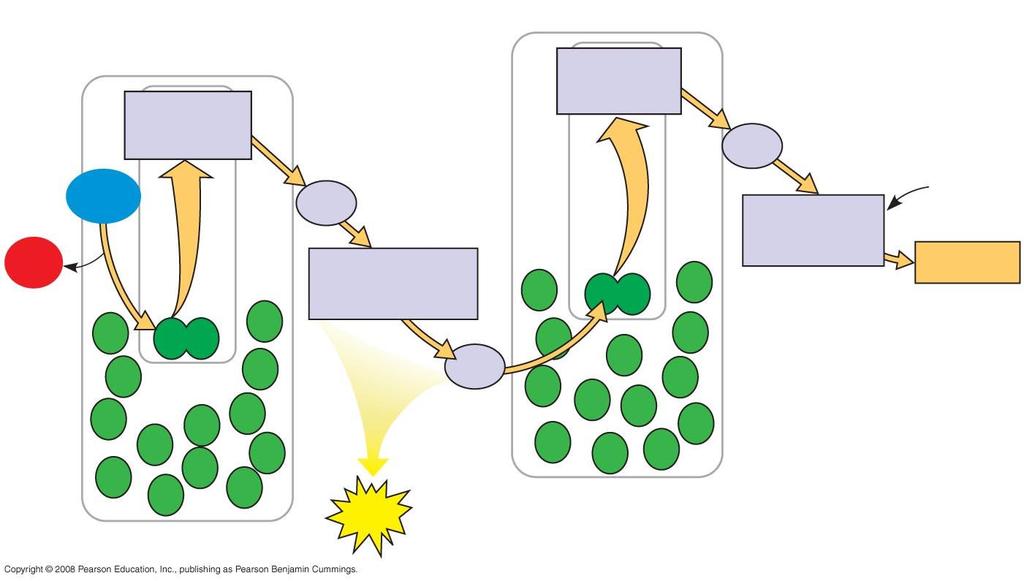 H 2 O CO 2 Primary acceptor Primary acceptor Fd O 2 H 2 O Pq Cytochrome