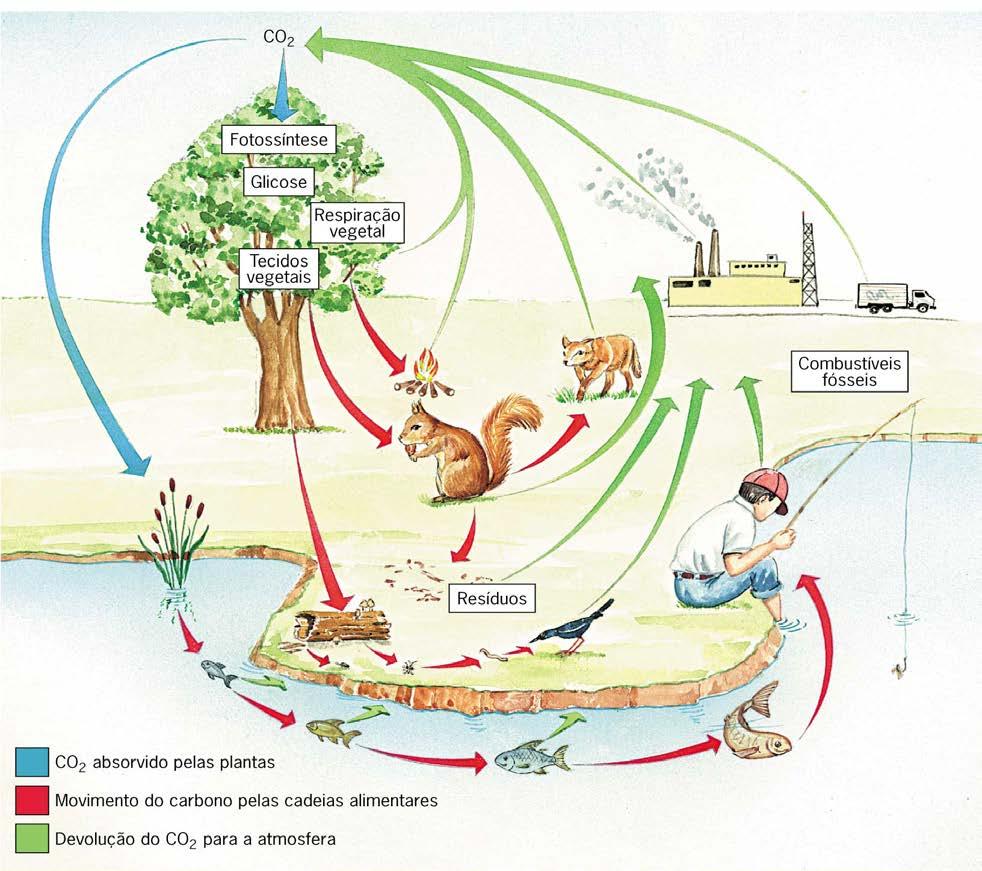 Ciclo do Carbono 1. O gás carbônico é fixado nas plantas glicose que por sua vez respiram eliminando-o novamente à atmosfera. 2.