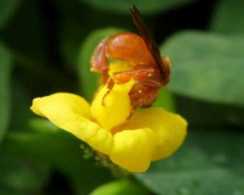 As Abelhas e a Produção de Sementes do Amendoim Forrageiro 5 Fotos: Gleyciane Araújo Cardoso Quilha a b Asa da flor c d Figura 2.