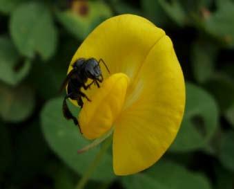 Nessas observações, não foram registradas abelhas transferindo ativamente o pólen da flor para o próprio corpo.