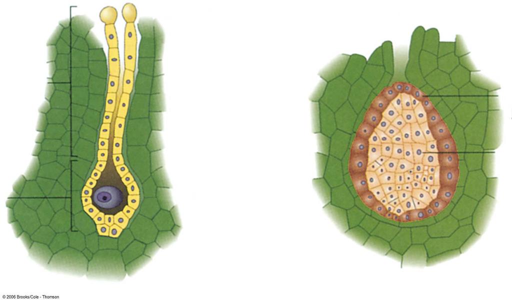 Evolução no Gametófito colo ventre Células