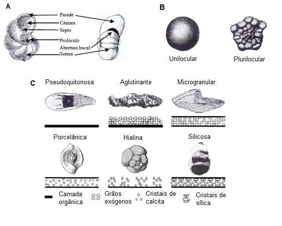 20 1.1 ASPECTOS BIOLÓGICOS E ECOLÓGICOS DOS FORAMINÍFEROS Os foraminíferos são protozoários, geralmente microscópicos (0,1 a pouco mais de 3mm), que se destacam dos demais representantes do grupo por