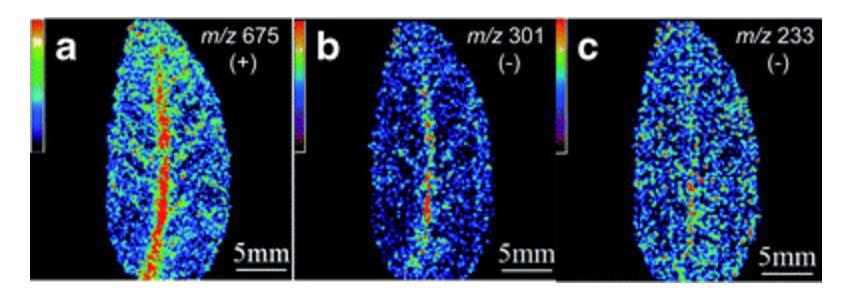 Aplicações Figura 7: Identificação de metabólitos secundários, em