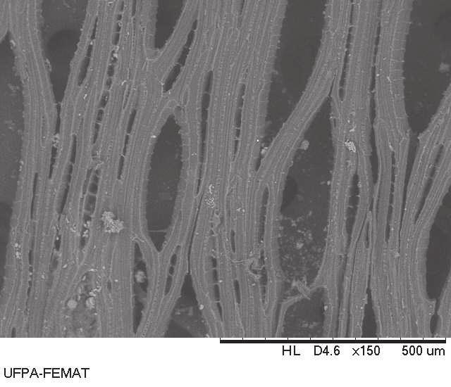 46 6 MORFOLOGIA DAS FIBRAS ANTES E APÓS TRATAMENTO DE MERCERIZAÇÃO As Figuras 26, 27, 28 apresentam as micrografias obtidas através da técnica de Microscopia Eletrônica de Varredura (MEV), onde se