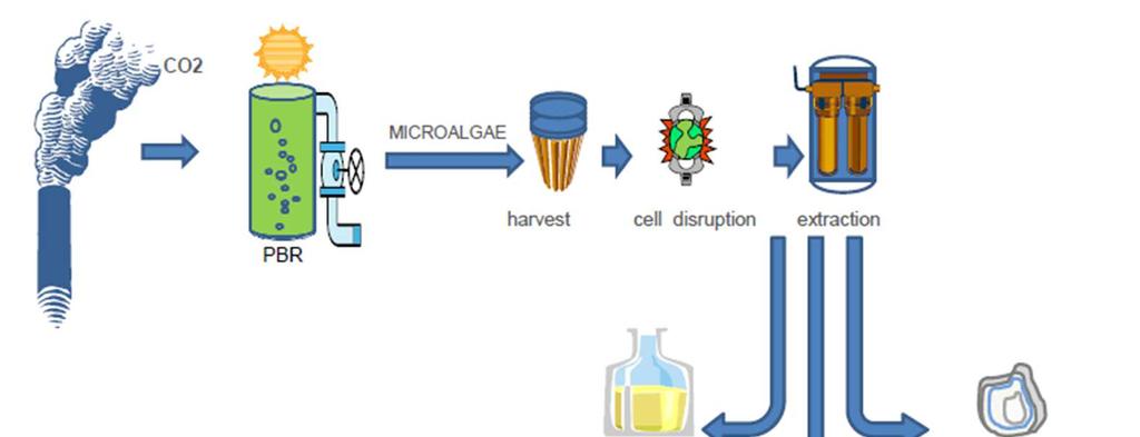 Das microalgas aos