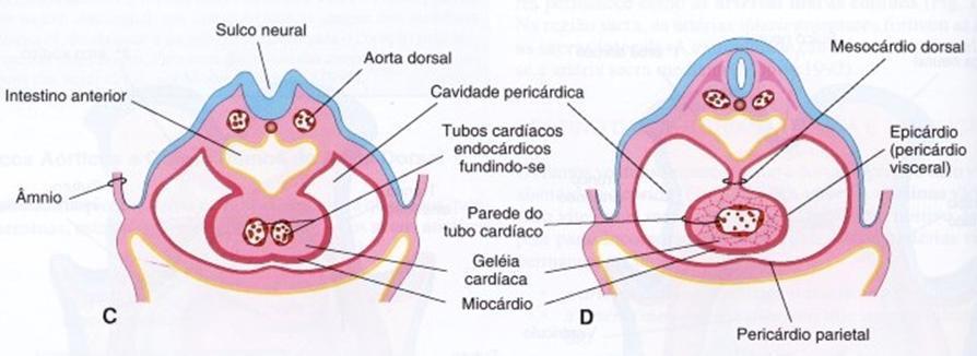 Desenvolvimento do coração Pericárdio visceral ou epicárdio = derivado das células mesoteliais = superfície