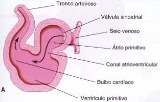 CORAÇÃO PRIMITIVO Ventrículo e átrio