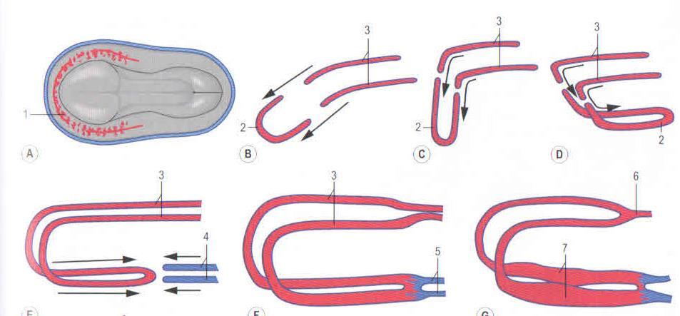 DOBRAMENTOS Com a dobra craniocaudal do embrião = tubo cardíaco (2) mais caudoventral = desenvolvimento das aortas dorsais (3) aproxima o tubo cardiogênico Porção