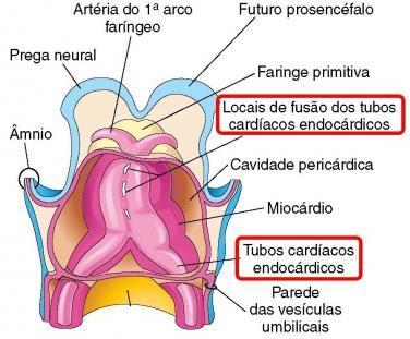 Desenvolvimento do