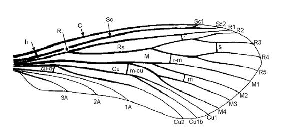 Asas 6 nervuras longitudinais: Costal, Radial,