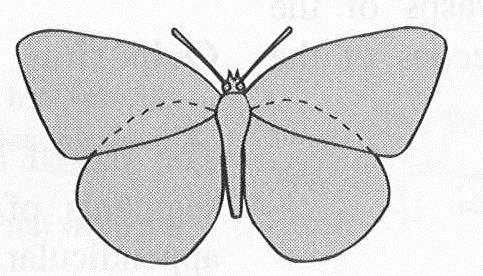 Acoplamento das asas Amplexiforme: