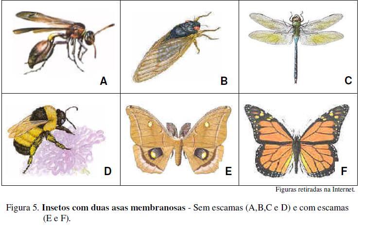 Tipos de Asas Tipos de Asas