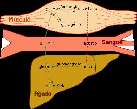 Ciclo de Cori: