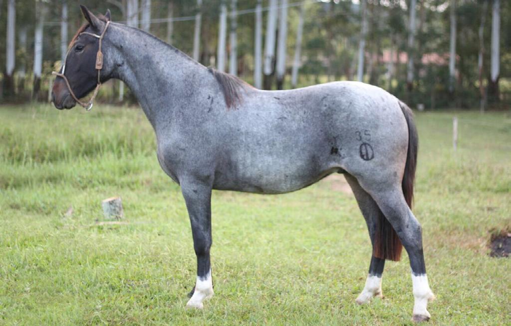 12 CINCO J HARAUCANO CABANHA jobim B467937 RP: 35 macho 07/11/2014 Rosilha Moura Rabicana Foto: Divulgação Potro rosilho mouro cara negra, pelagem linda e diferenciada.