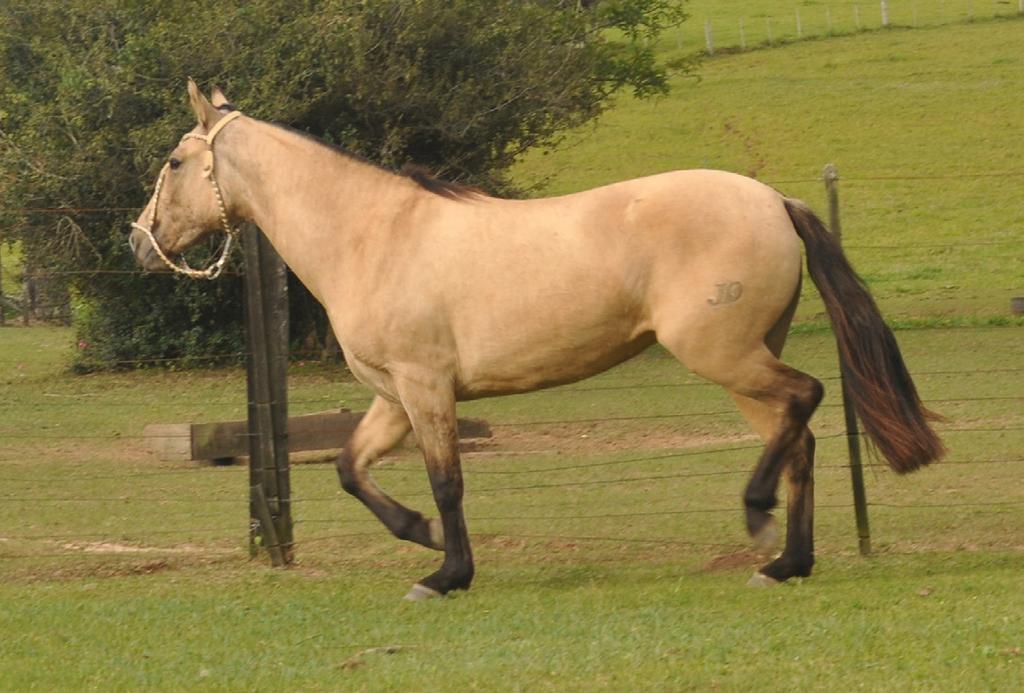 13 JO QUITERIA CABANHA DEL CARMEM B467203 RP: 105 fêmea 22/10/2014 Baia Foto: Divulgação ESTRIBO IBIÁ JO GRAVIOLA BT DELANTERO TINAJERA MANCHA RARA