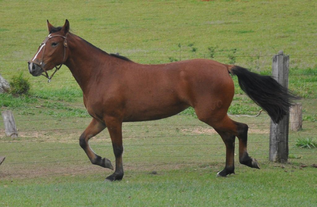 14 JO PRINCESA CABANHA DEL CARMEM B465215 RP: 102 fêmea 03/03/2014 Douradilha Foto: Divulgação JO JOÃO BARREIRO QUILERO RETAMA CENTENÁRIO DA TALA ALELI DO