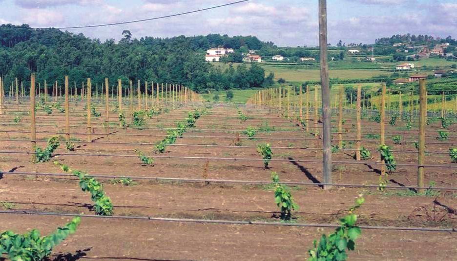 Entre as vantagens da utilização deste tipo de plantas, destaca-se antes de tudo o facto de