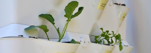 HORTAS VERTICAIS Alunos do pré-escolar Durante o ano escolar Plantação de ervas aromáticas, ou outras, nas