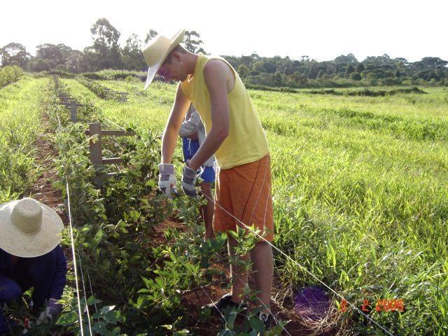 Esse sistema de condução proporciona maior facilidade e agilidade no momento da colheita, principalmente para cultivares que apresentam espinhos, pois facilita o acesso do colhedor tanto à parte